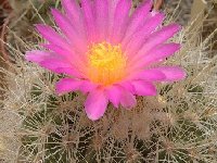 Thelocactus macdowellii JL+FA (also by 100 seeds-graines-semillas)